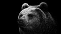 Dark_Bear Avatar, Dark_Bear Profilbild